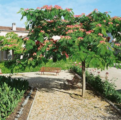 Albizia julibrissin 'Rouge de Tuiliere'®