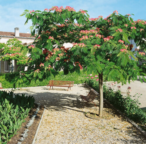 Albizia julibrissin 'Rouge de Tuiliere'® - Obrázek 1