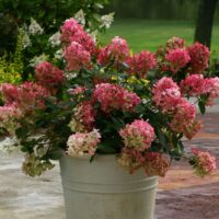 Hydrangea paniculata PROVEN WINNERS® 'Fire Light'