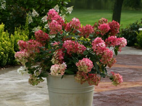 Hydrangea paniculata PROVEN WINNERS® 'Fire Light' - Obrázek 1