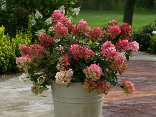 Hydrangea paniculata PROVEN WINNERS® 'Fire Light'