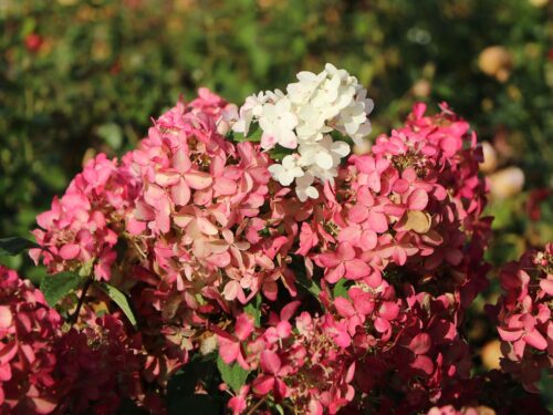 Hydrangea paniculata PROVEN WINNERS® 'Fire Light' - Obrázek 3