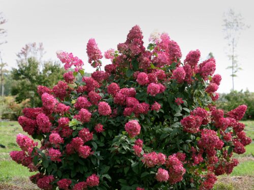 Hydrangea paniculata PROVEN WINNERS® 'Fire Light' - Obrázek 2