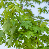 Acer x freemanii (Jeffersred') Autumn Blaze'
