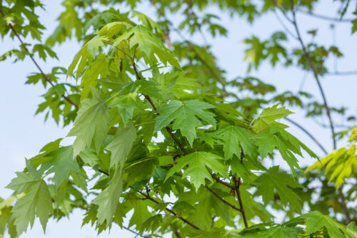 Acer x freemanii (Jeffersred') Autumn Blaze' - Obrázek 1