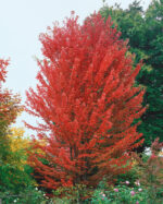 Acer x freemanii (Jeffersred') Autumn Blaze' - Obrázek 2