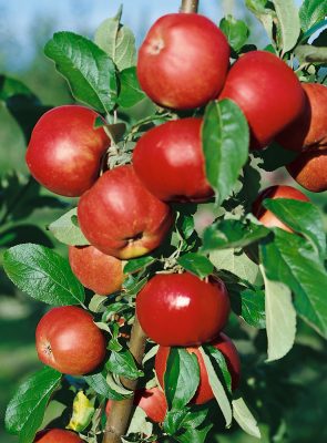 Jabloň 'Gdaňský hranáč'