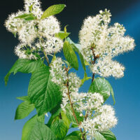 Prunus maackii 'Amber Beauty' - VÍCEKMEN