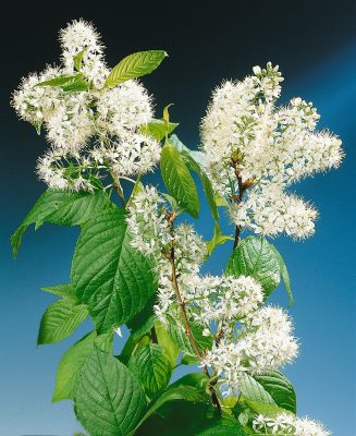 Prunus maackii 'Amber Beauty' - VÍCEKMEN