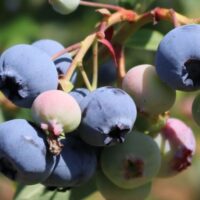 Vaccinium corymbosum 'Coville'