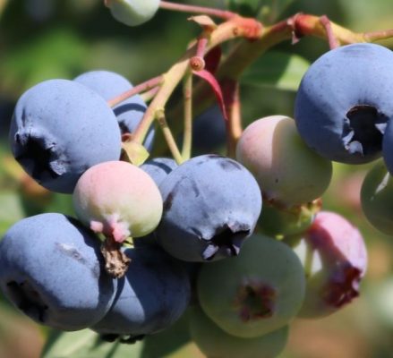 Vaccinium corymbosum 'Coville'