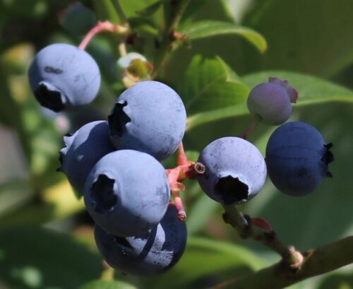 Vaccinium corymbosum 'Early Blue'®-raná - Obrázek 1