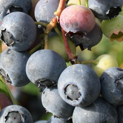 Vaccinium corrymbosum 'Flamingo'®