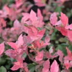 Vaccinium corrymbosum 'Flamingo'® - Obrázek 2