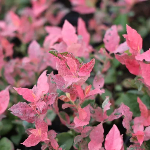 Vaccinium corrymbosum 'Flamingo'® - Obrázek 2