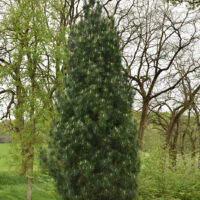 Pinus strobus 'Stowe Pillar'
