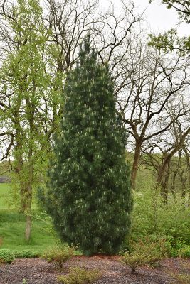 Pinus strobus 'Stowe Pillar'