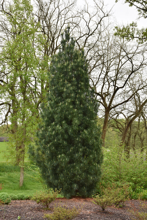 Pinus strobus 'Stowe Pillar' - Obrázek 1