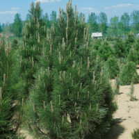 Pinus nigra 'Pyramidalis'
