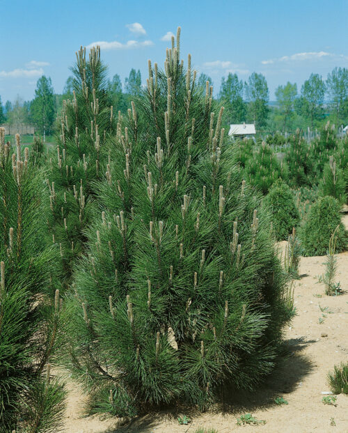 Pinus nigra 'Pyramidalis' - Obrázek 1