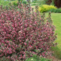 Weigela florida 'Purpurea'