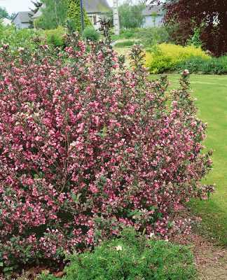 Weigela florida 'Purpurea'