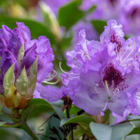 Rhododendron (T) 'Blue Jay'