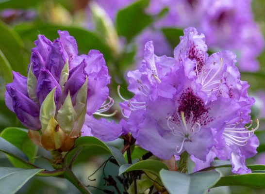 Rhododendron (T) 'Blue Jay'