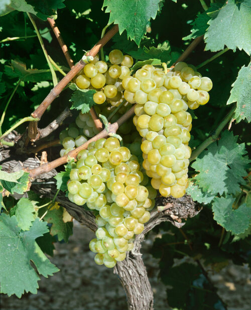 Vitis vinifera 'Besy'-bílé, bezsemenné - Obrázek 1