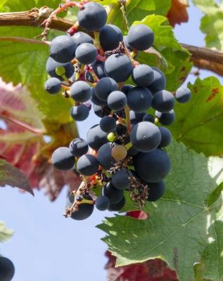 Vitis vinifera 'Mika'- modré