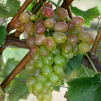 Vitis vinifera 'St. Martin'- růžové BEZSEMENNÉ
