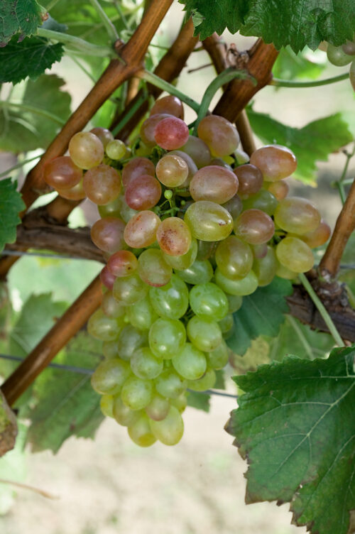 Vitis vinifera 'St. Martin'- růžové BEZSEMENNÉ - Image 1