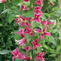 Clematis 'Princess Diana' / 'Princess of Wales'