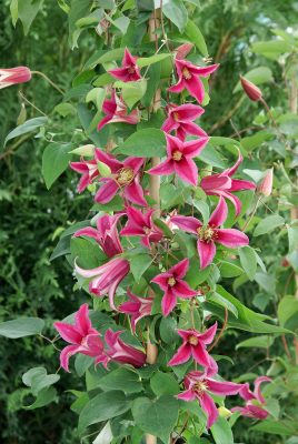 Clematis 'Princess Diana' / 'Princess of Wales'