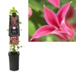 Clematis 'Princess Diana' / 'Princess of Wales' - Obrázek 3