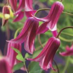 Clematis 'Princess Diana' / 'Princess of Wales' - Obrázek 2
