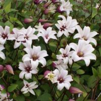 Clematis 'Princess Kate'