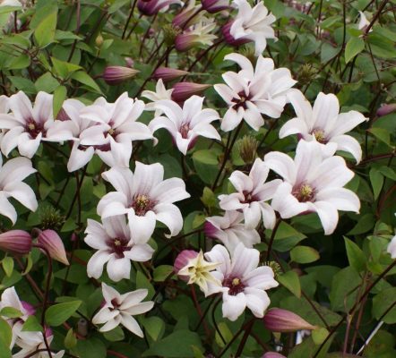 Clematis 'Princess Kate'