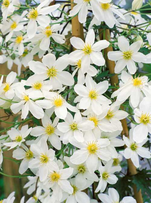 Clematis 'Avalanche' - Obrázek 1