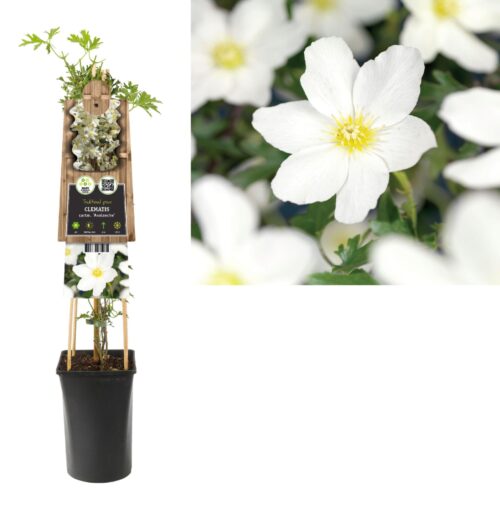 Clematis 'Avalanche' - Obrázek 2