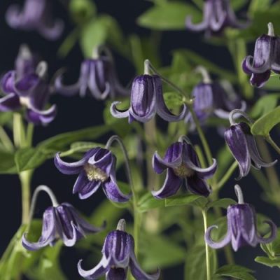 Clematis 'Fascination'