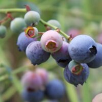Vaccinium corymbosum 'Goldtraube 53'