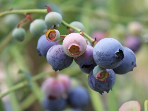 Vaccinium corymbosum 'Goldtraube 53' - Obrázek 1