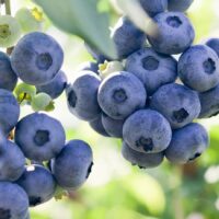 Vaccinium corymbosum 'Atlantic'