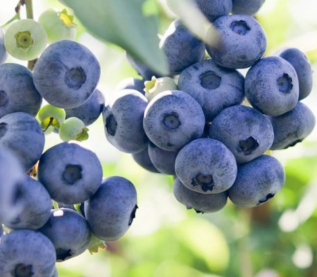 Vaccinium corymbosum 'Atlantic'