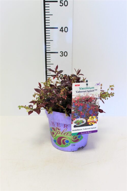 Vaccinium cor. 'Cabernet Splash'® - Obrázek 2