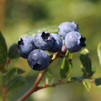 Vaccinium cor. 'Cabernet Splash'®