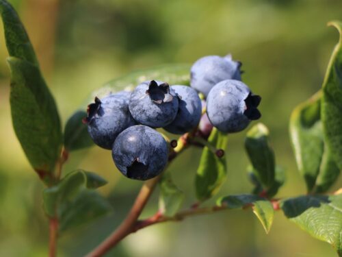 Vaccinium cor. 'Cabernet Splash'® - Obrázek 1