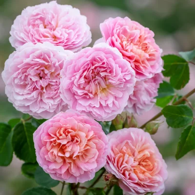 ROSA 'David Austin'®'Eustacia Vye'®