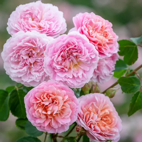 ROSA 'David Austin'®'Eustacia Vye'® - Obrázek 1